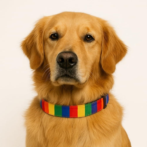 Rainbow Polycotton Dog Collar Large Size